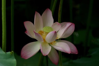 Lotus