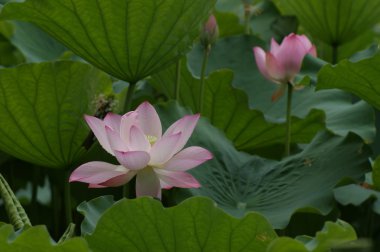 Lotus