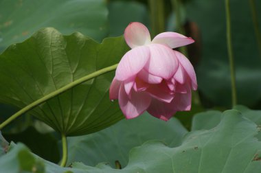 Lotus