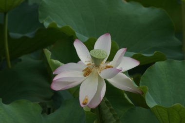 hafta sonu yürüyüş honghu park yağmur ödül lotus