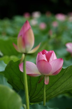 hafta sonu yürüyüş honghu park yağmur ödül lotus