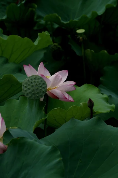 stock image Lotus