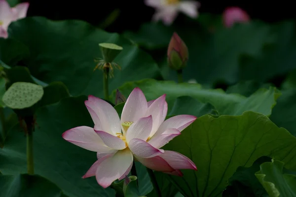 stock image Lotus