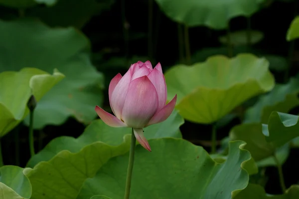 stock image Lotus