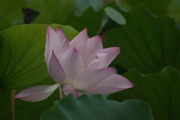 Stock image Lotus