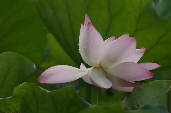 stock image Lotus