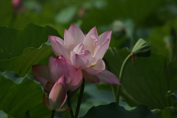 stock image Lotus