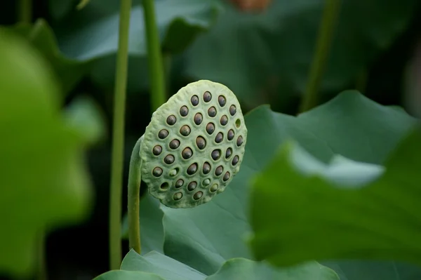 stock image Lotus