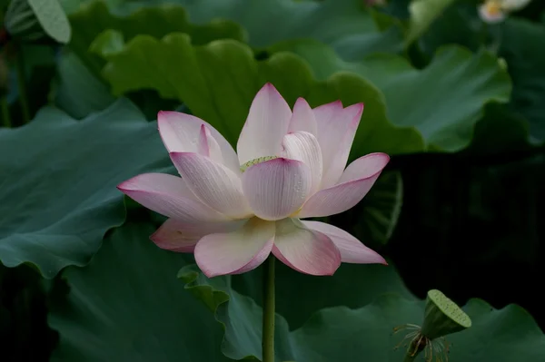 stock image Lotus