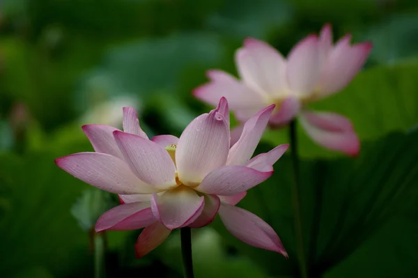 stock image Lotus