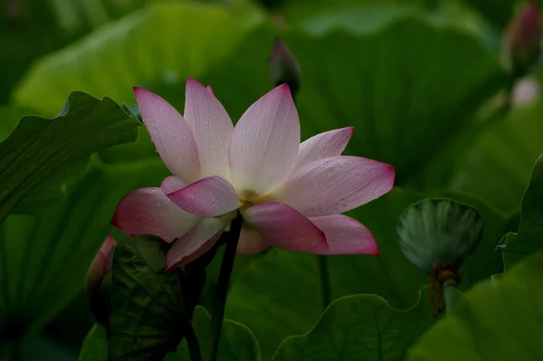 stock image Lotus