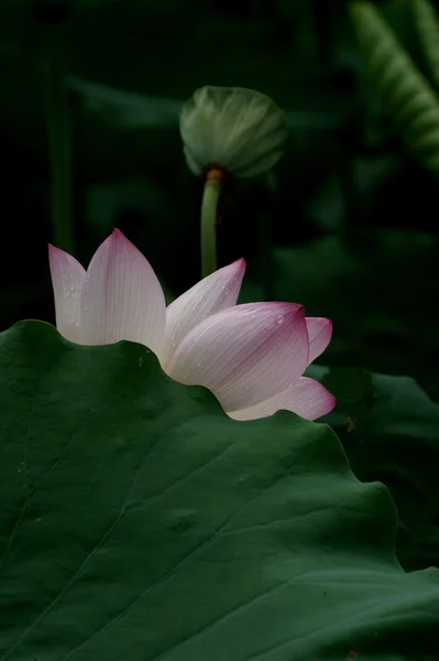 stock image Lotus