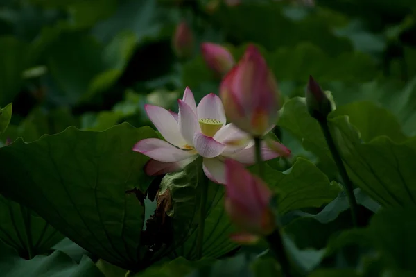 Stock image Lotus