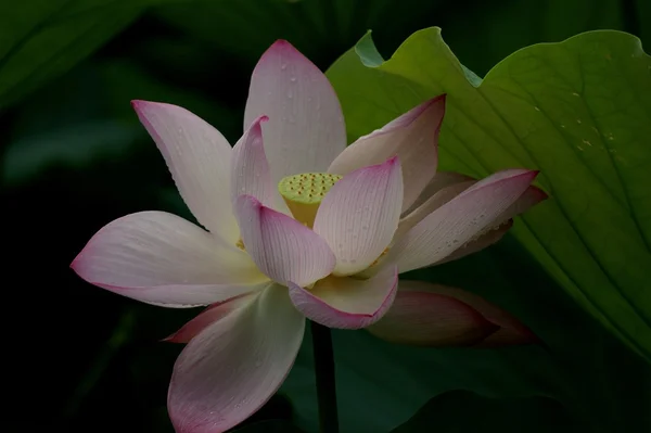 stock image Lotus