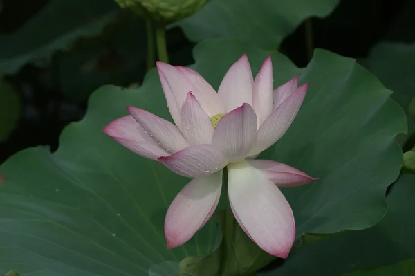 Wochenende Spaziergang Honghu Park regen Belohnung Lotus — Stockfoto
