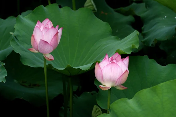 Lotus — Fotografie, imagine de stoc