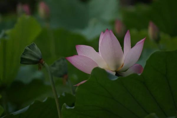 stock image Weekend stroll honghu park rain reward lotus