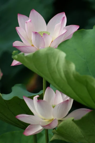Week-end promenade honghu parc pluie récompense lotus — Photo