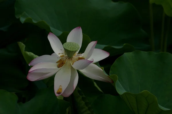 stock image Weekend stroll honghu park rain reward lotus