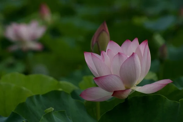 Hétvégén séta honghu park rain jutalom lotus — Stock Fotó