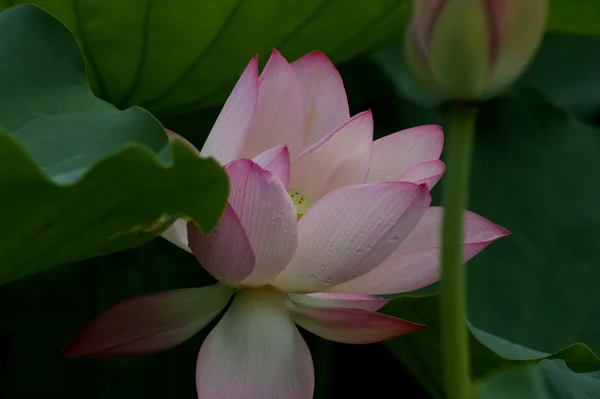 Hafta sonu yürüyüş honghu park yağmur ödül lotus — Stok fotoğraf