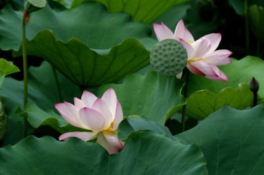 Lotus