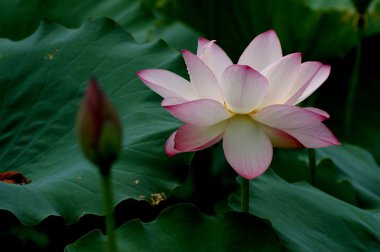 Lotus