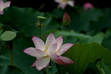 Lotus