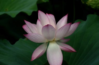 Lotus