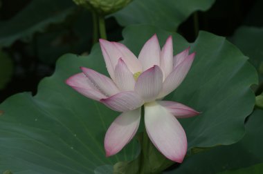 Lotus