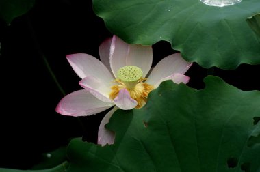 Lotus