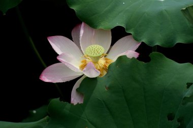 Lotus