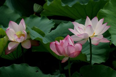 Lotus