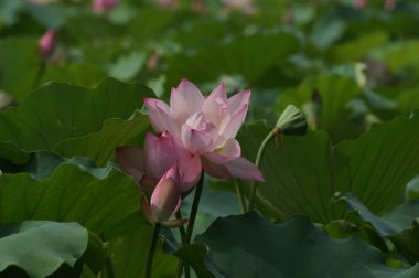 Lotus