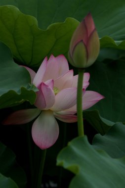 Lotus