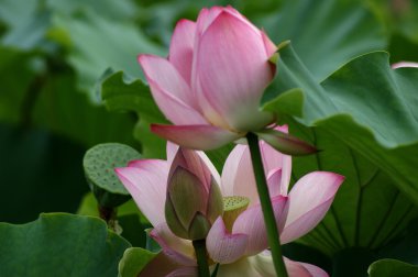 Lotus