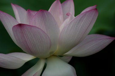 Lotus