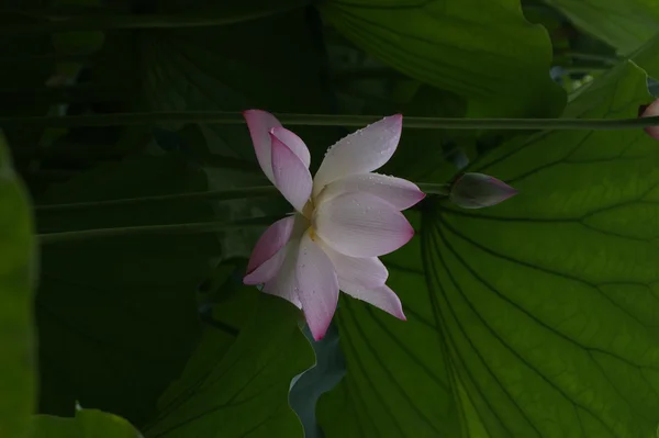 stock image Lotus