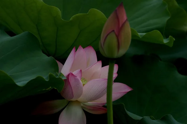 Lotus — Stockfoto