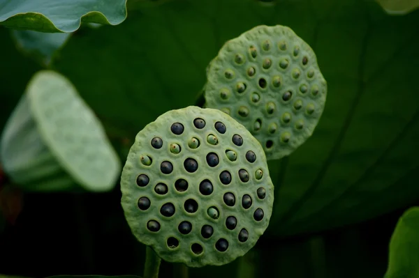 stock image Lotus