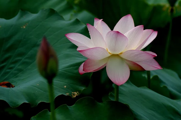 Lotusväxter Royaltyfria Stockbilder