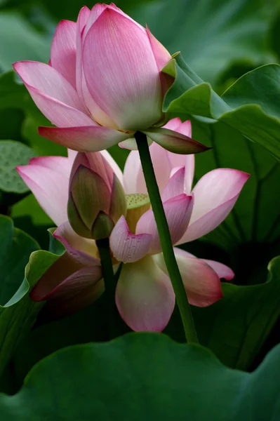 Lotus Stockfoto