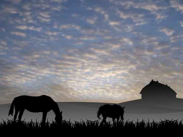 Due cavalli al pascolo al tramonto — Foto Stock