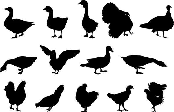 Siluetas de aves de corral — Archivo Imágenes Vectoriales