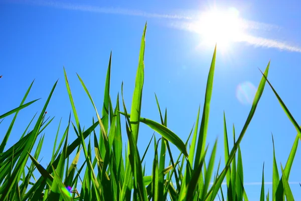 Grass and sky — Stock Photo, Image