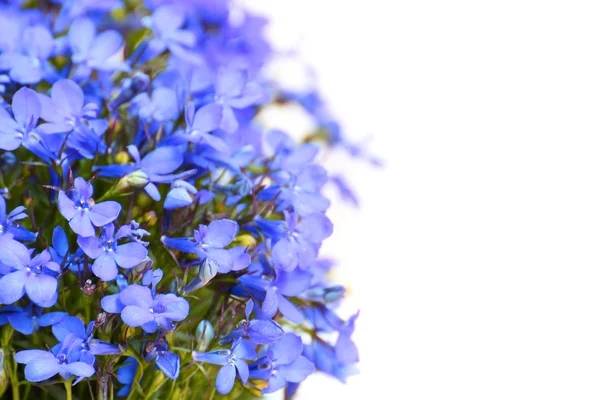 Garden flowers — Stock Photo, Image