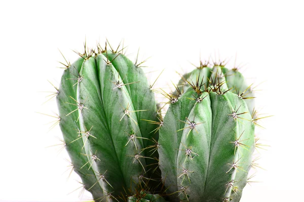 stock image Cactus