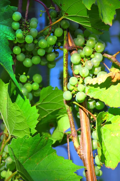 Kilka białych winegrapes w winnicy — Zdjęcie stockowe