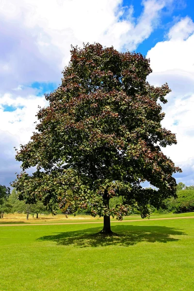 Un albero — Foto Stock