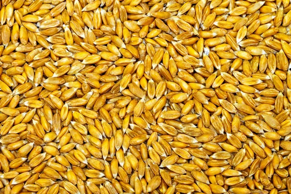 Organic wheat grains — Stock Photo, Image